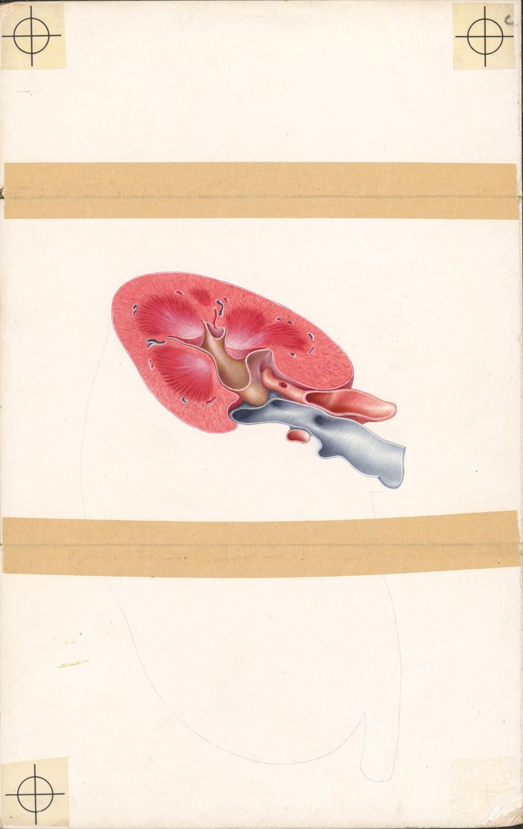 Section of the kidney