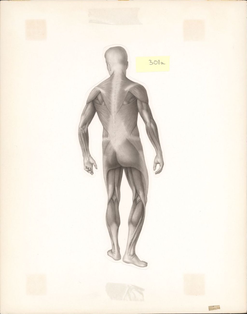 Miniature of Artwork of posterior view of muscles