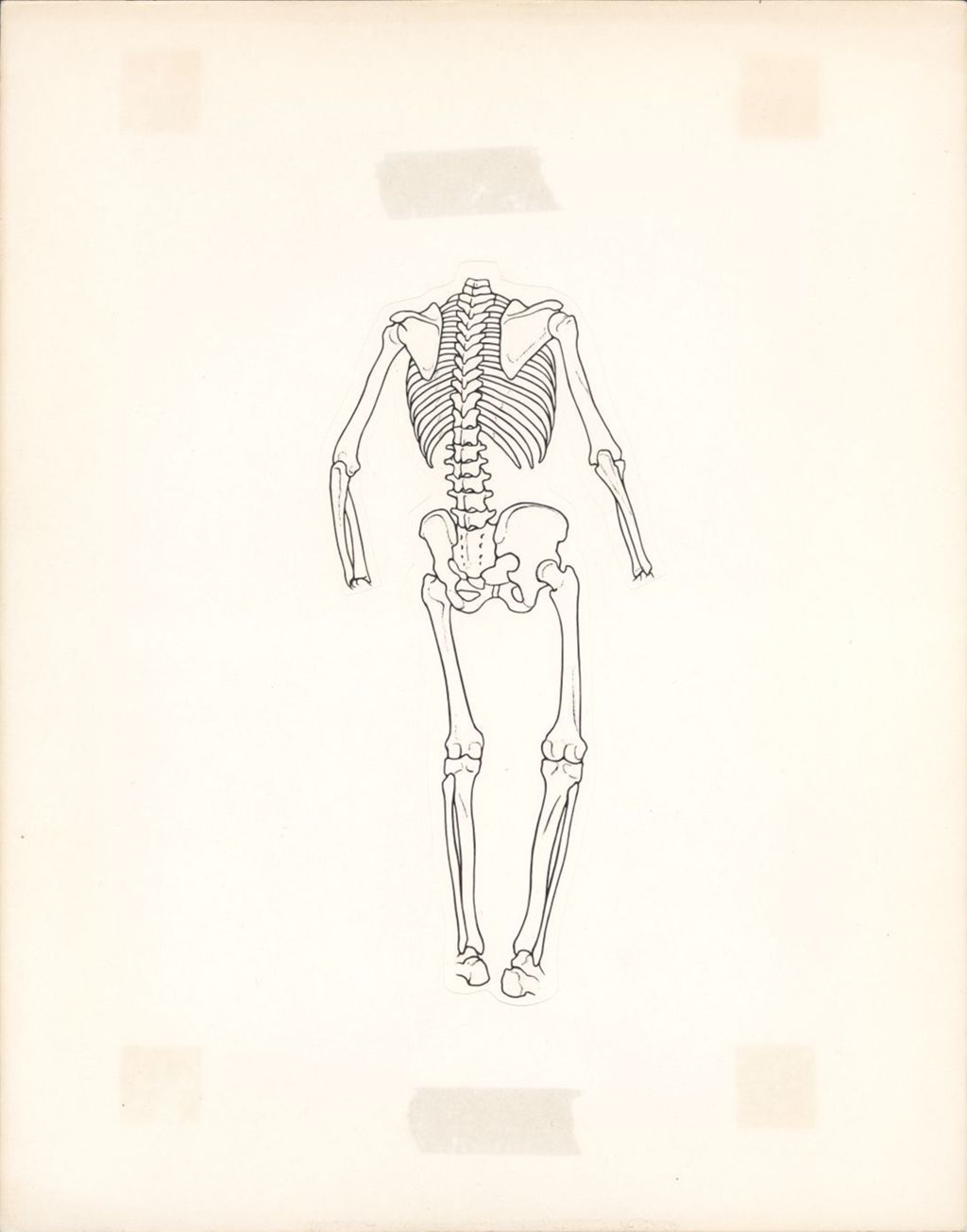 Miniature of Artwork of posterior view of skeleton, missing hands, feet, and head