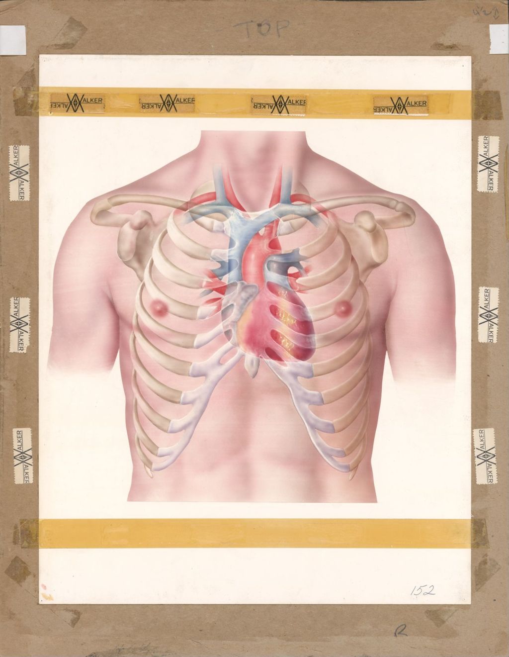 Miniature of Artwork of chest showing ribcage and position of heart and major arteries behind it