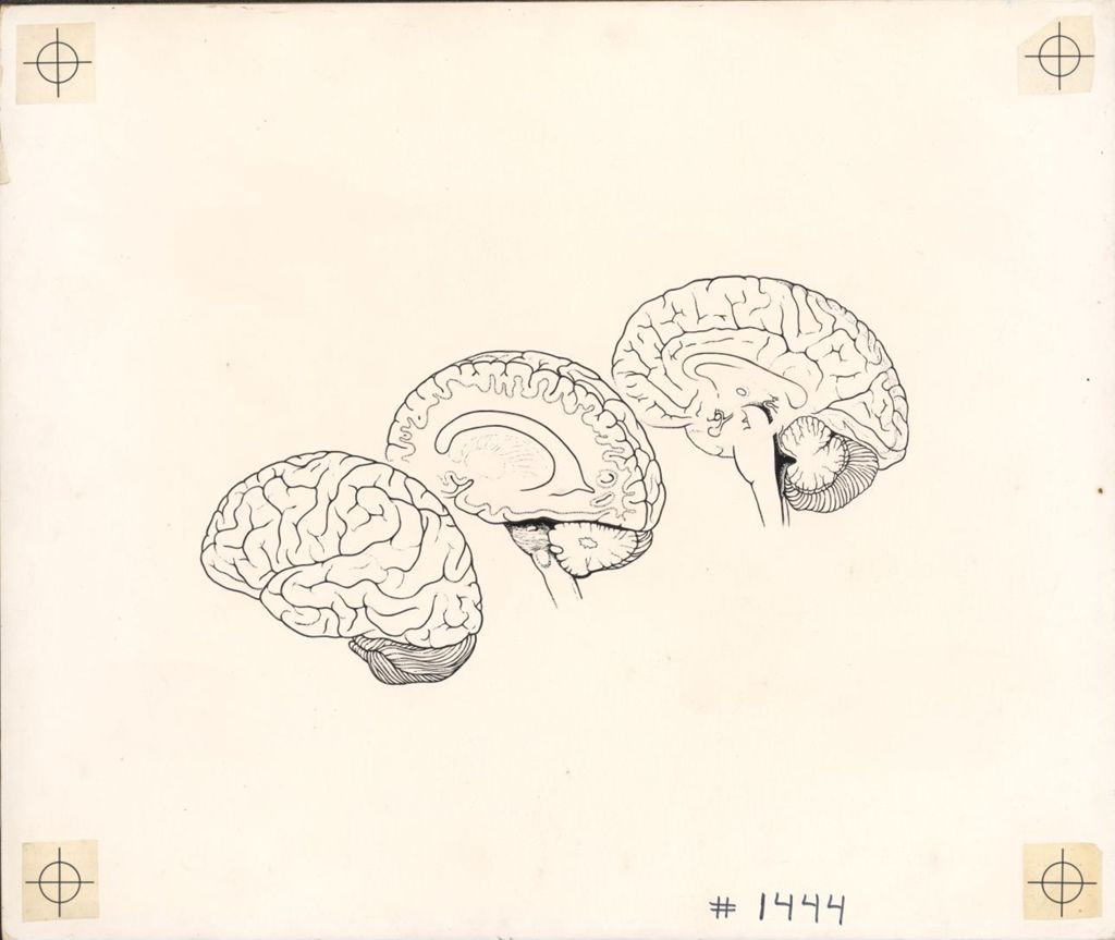 Miniature of The Rhinencephalon (Visceral Brain) D, Mechanical and Captions