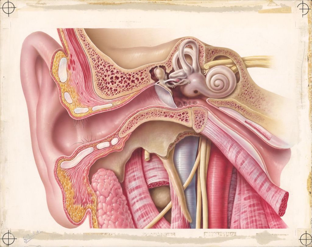 Miniature of Artwork of inner ear